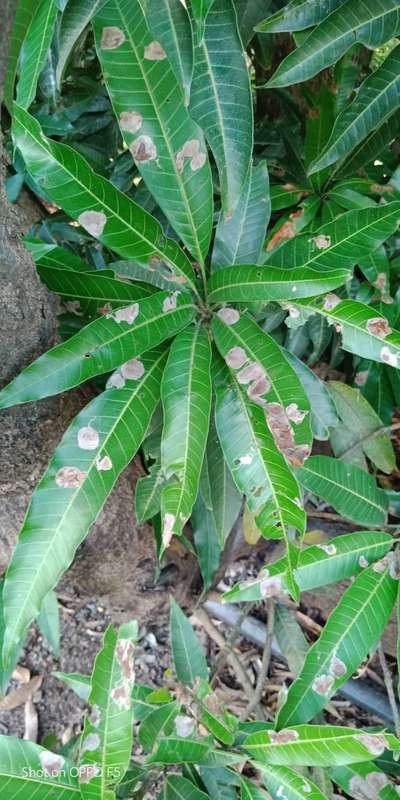 Leaf Miner Flies - Mango