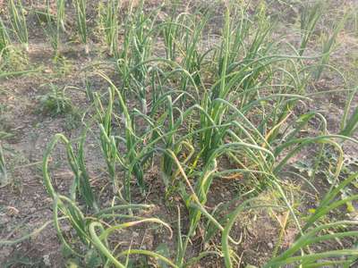 ಮೆಣಸಿನ ಚೊಯೆನೊಫೋರಾ ಅಂಗಮಾರಿ - ಈರುಳ್ಳಿ