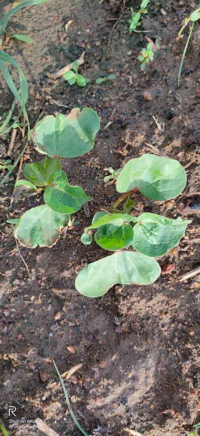 Boron Deficiency - Cotton