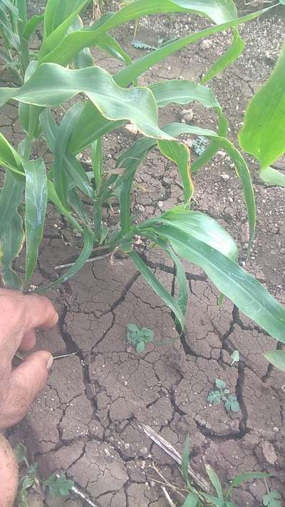 Potassium Deficiency - Sorghum