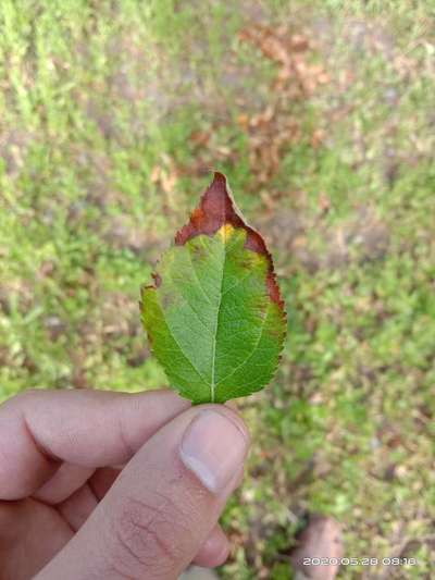 Potassium Deficiency - Apple