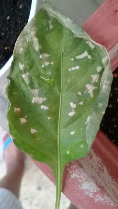 Fertilizer Burn - Capsicum & Chilli