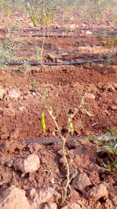 Anthracnose of Pepper - Capsicum & Chilli