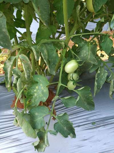 Leaf Miner Flies - Tomato