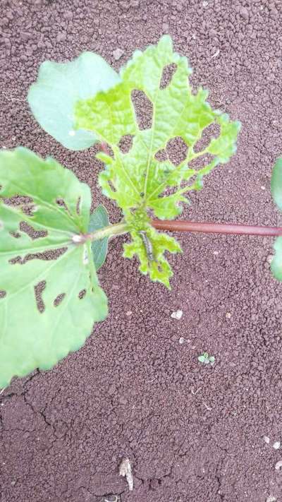 Tobacco Caterpillar - Okra