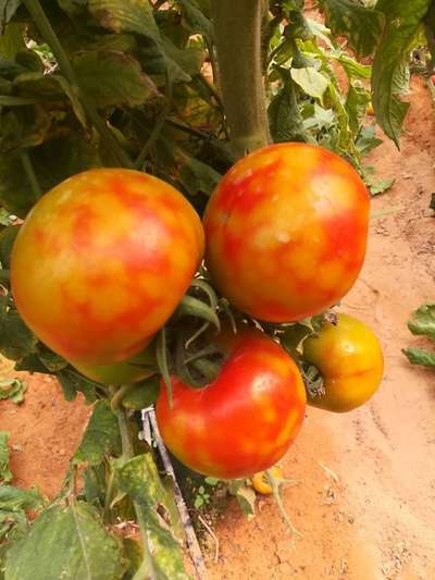 Thrips - Tomato