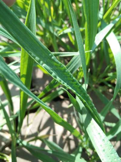 Boron Deficiency - Wheat