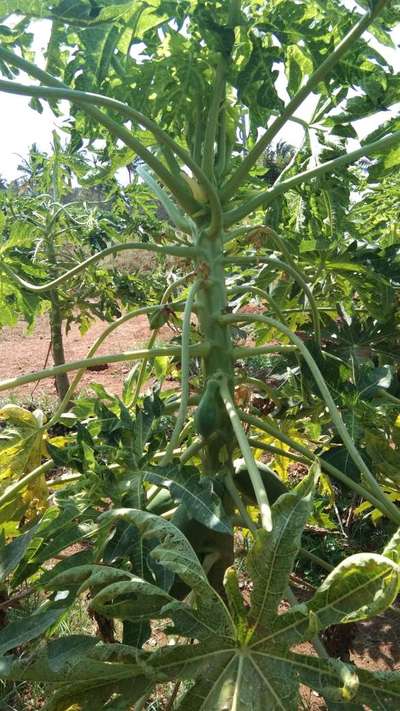 Papaya Leaf Curl Virus - Papaya