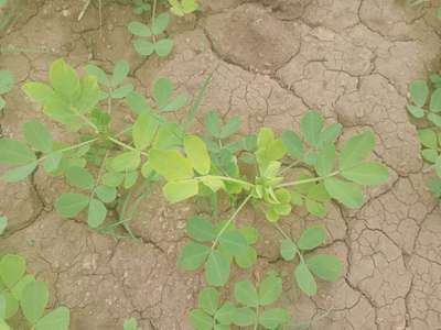 Sulfur Deficiency - Peanut