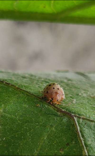 Hadda Beetle - Brinjal