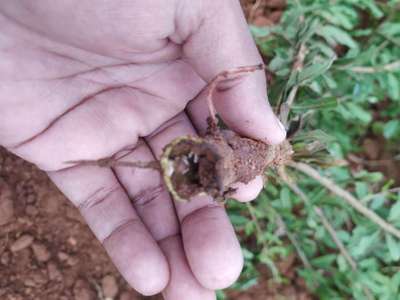 Termites - Pomegranate