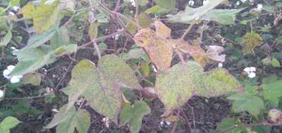 Alternaria Leaf Spot of Cotton - Cotton