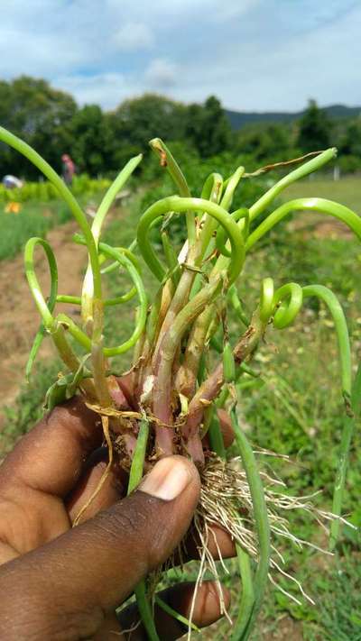 Boron Deficiency - Onion