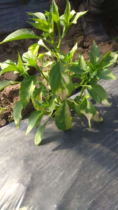 Sunburn - Capsicum & Chilli