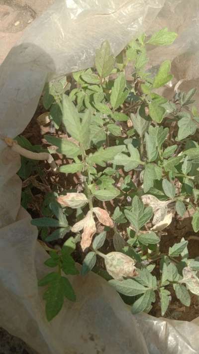 ટામેટામાં પાછળથી ફૂગ - ટામેટા