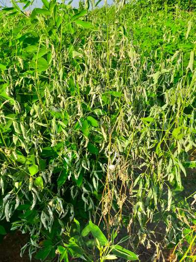 Fusarium Wilt - Pigeon Pea & Red Gram