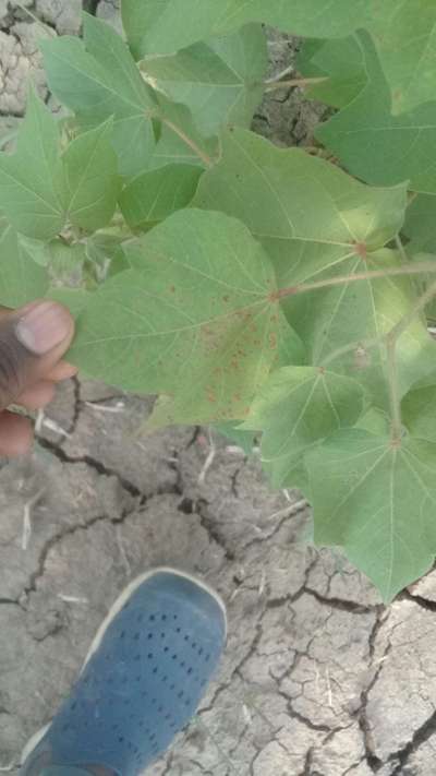 Bacterial Blight of Cotton - Cotton