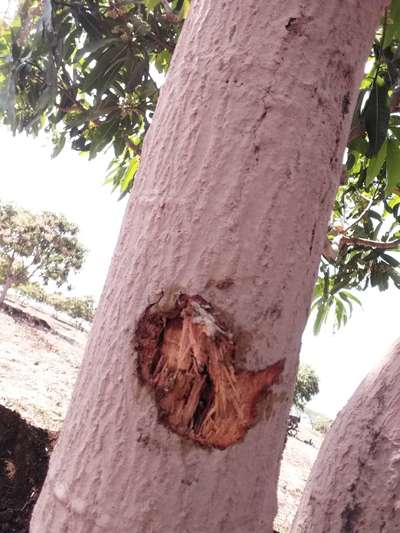 Fruit Tree Bark Beetle - Mango