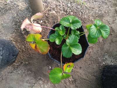 Phosphorus Deficiency - Strawberry