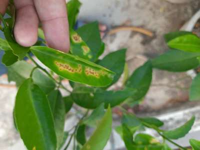 Citrus Leaf Miner - Citrus