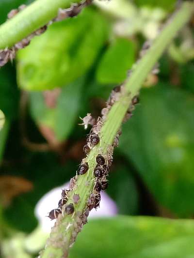 Aphids - Bean