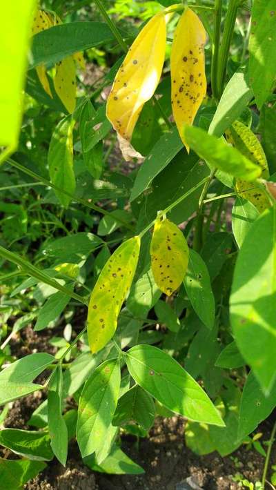 Cercospora Leaf Spot of Legumes - Pigeon Pea & Red Gram