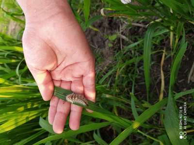 Castor Hairy Caterpillar - Wheat