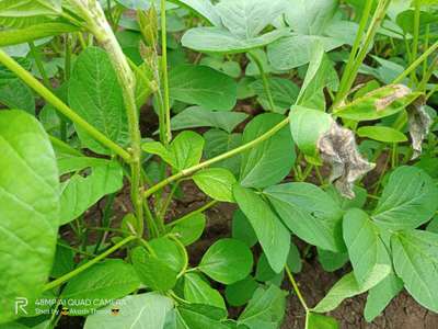 Soybean Girdle Beetle - Soybean