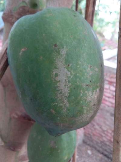 থ্রিপস - পেঁপে