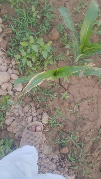 Fertilizer Burn - Maize