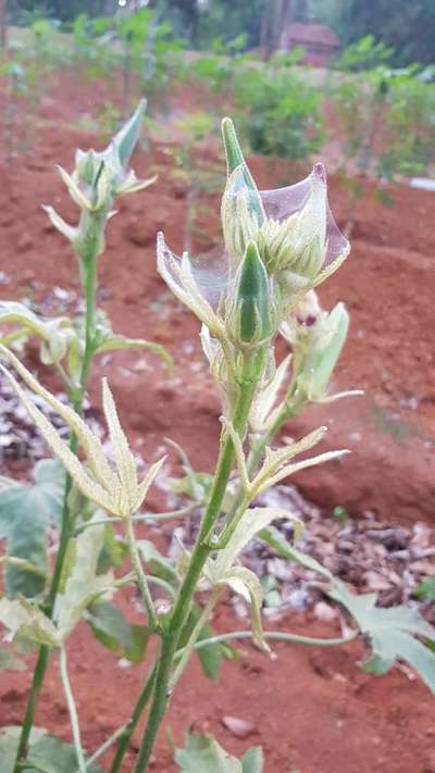 Spider Mites - Okra