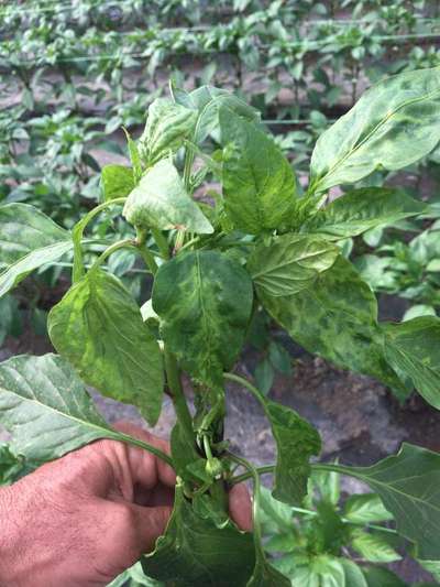 Cucumber Mosaic Virus of Pepper - Capsicum & Chilli