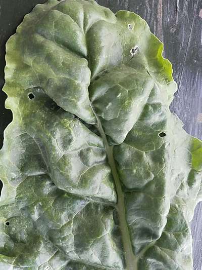 Spider Mites - Cabbage