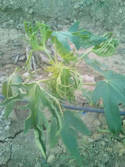 Papaya Leaf Curl Virus - Papaya