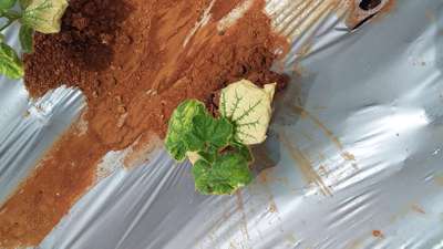 Spider Mites - Cucumber