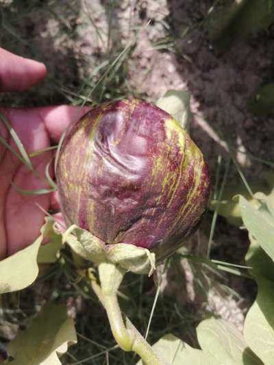 Phomopsis Blight - Brinjal