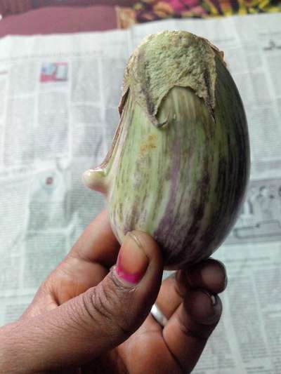 Boron Deficiency - Brinjal