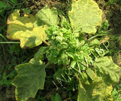 Little Leaf of Brinjal