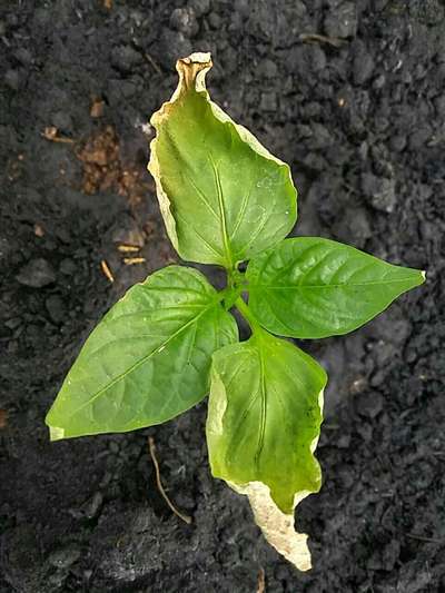 Brown Mite - Capsicum & Chilli