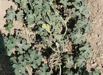 Downy Mildew of Cucurbits - البطيخ