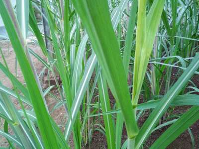 Iron Deficiency - Sugarcane