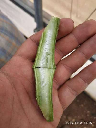 Growth Cracks in Tomato - Tomato