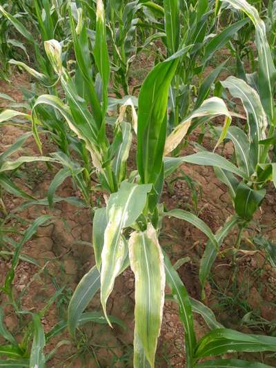 Potassium Deficiency - Maize