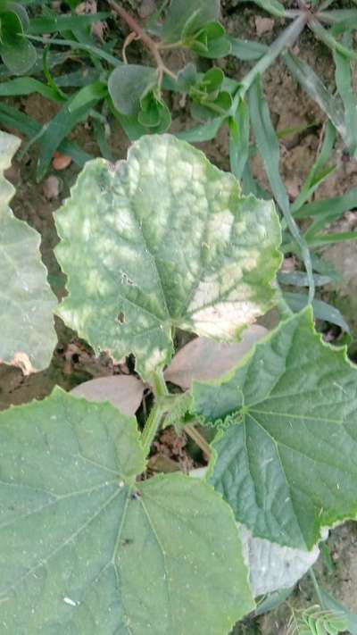 Aphids - Cucumber