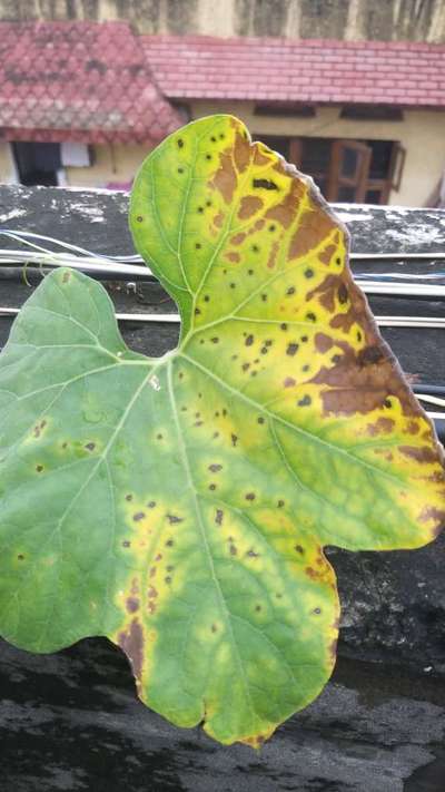 Leaf Blight of Cucurbits - Cucumber