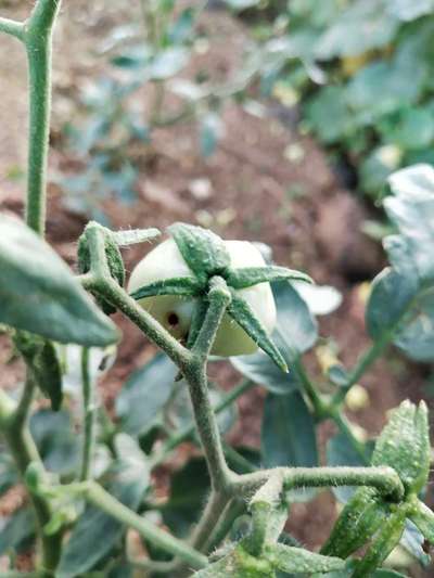 Cabbage Moth - Tomato