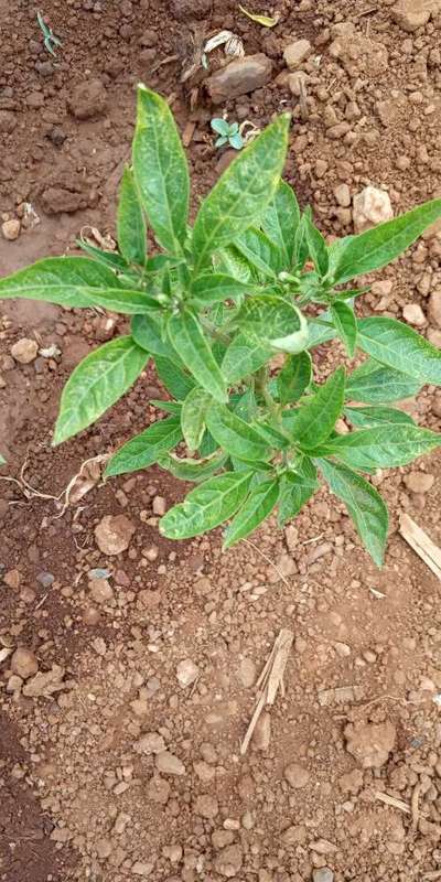 ಗಂಧಕದ ಕೊರತೆ (ಸಲ್ಫರ್ ಕೊರತೆ) - ದಪ್ಪ ಮೆಣಸಿನಕಾಯಿ & ಮೆಣಸಿನಕಾಯಿ