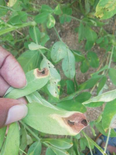 Late and Early Leaf Spot - Peanut