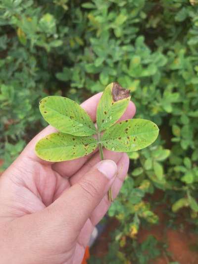 Alternaria Leaf Spot Peanut - Peanut