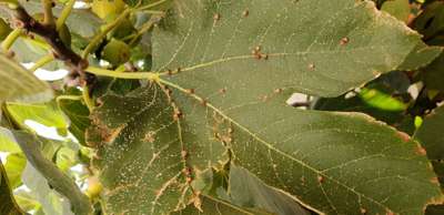 Cochenille - Vignes